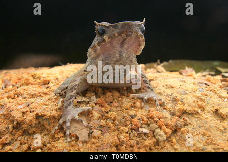 Langbeinige Horned Frog (Xenophrys longipes) Stockfoto