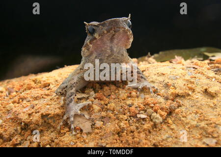 Langbeinige Horned Frog (Xenophrys longipes) Stockfoto