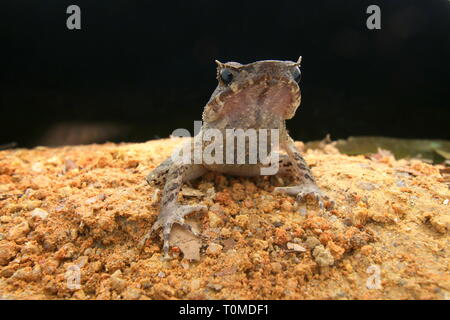 Langbeinige Horned Frog (Xenophrys longipes) Stockfoto