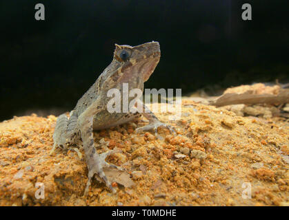 Langbeinige Horned Frog (Xenophrys longipes) Stockfoto