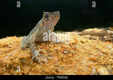 Langbeinige Horned Frog (Xenophrys longipes) Stockfoto