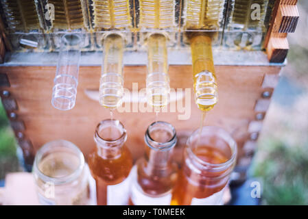 Raw Honig sammelt in Gläser aus einer Flow Bienenstock Honig super. Stockfoto