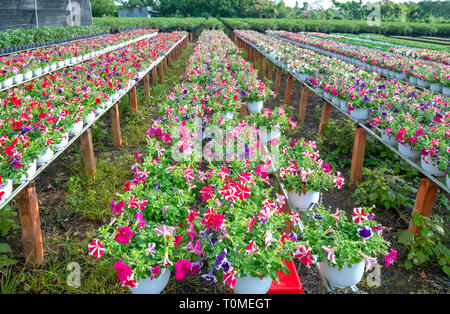 Garten pflanzen Petunien blühen brillante hydroponic Ernte warten auf Auslieferung an Kunden in Vietnam Dorf Stockfoto