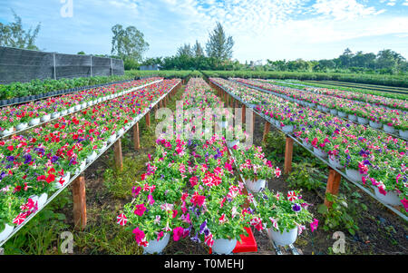Garten pflanzen Petunien blühen brillante hydroponic Ernte warten auf Auslieferung an Kunden in Vietnam Dorf Stockfoto