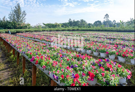 Garten pflanzen Petunien blühen brillante hydroponic Ernte warten auf Auslieferung an Kunden in Vietnam Dorf Stockfoto