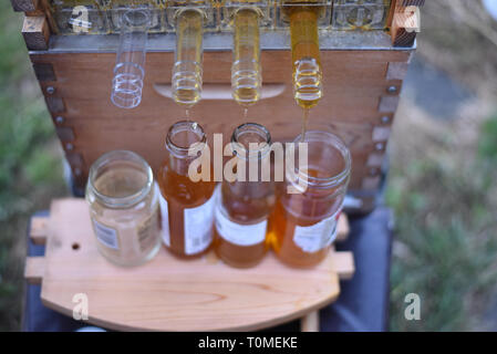 Raw Honig sammelt in Gläser aus einer Flow Bienenstock Honig super. Stockfoto