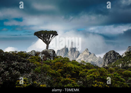 Sokotra Drachenbaum oder Drachenblutbaum, Dracaena cinnabari, Hajhir Gebirge, Sokotra Insel, Jemen Stockfoto