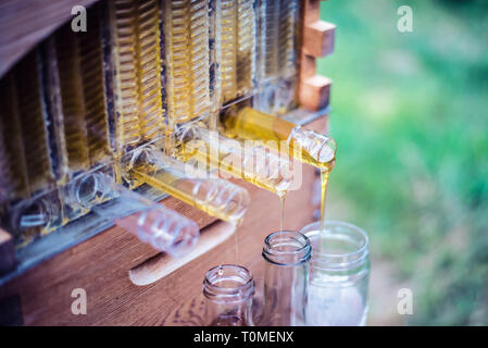 Raw Honig sammelt in Gläser aus einer Flow Bienenstock Honig super. Stockfoto