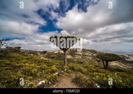 Sokotra Drachenbaum oder Drachenblutbaum, Dracaena cinnabari, Hajhir Gebirge, Sokotra Insel, Jemen Stockfoto