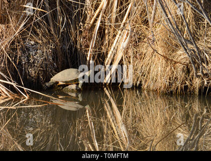 Red ear Slider turtle ein Nickerchen in der Sonne mit den Augenlidern, während auf Rock am See im goldenen Licht am späten Nachmittag geschlossen Stockfoto