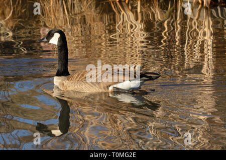 Kanada gans Schwimmen im See mit goldenen Reflexen am späten Nachmittag von trockenen Dead Winter Gräser Stockfoto