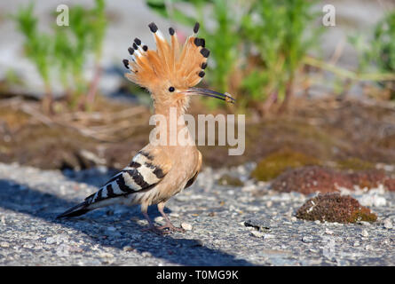 Wiedehopf posiert mit grub in seinem Schnabel Stockfoto