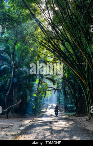 Eine Frau reiten Roller auf die ländliche Straße mit vielen Bäumen bei Sonnenaufgang in Pyin Oo Lwin, Myanmar. Stockfoto