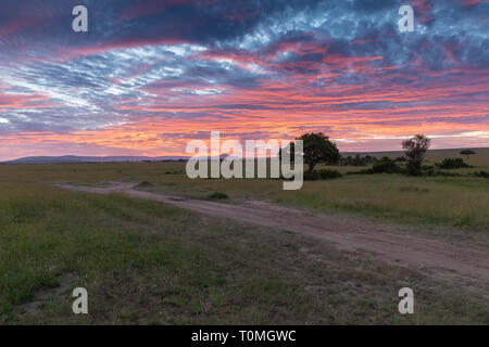 Bunte Sonnenaufgang über Masai Mara Plains, Kenia, Afrika Stockfoto