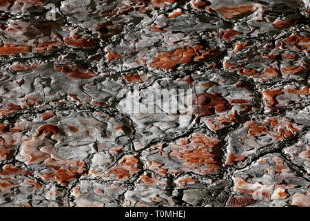 Baumrinde, Baumstruktur, Board, Bio, Schreinerei, Holzmöbel, Tisch aus