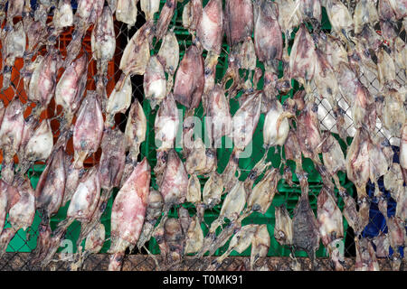 Raw squids Trocknen auf einem Gitter in der Sonne, Fischerdorf Hua Thanon, Koh Samui, Golf von Thailand, Thailand Stockfoto