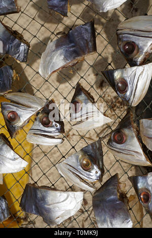 Getrennt Fischköpfe trocknen auf einem Gitter in der Sonne, Fischerdorf Hua Thanon, Koh Samui, Golf von Thailand, Thailand Stockfoto
