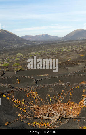 Zocos halbrunde Wände um Reben gebaut Morgentau, La Geria Tal die wichtigsten Weinanbaugebiet von Lanzarote, Kanarische Inseln, Spanien zu erfassen. Stockfoto