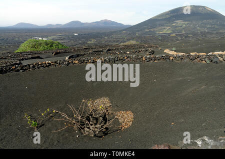 Zocos halbrunde Wände um Reben gebaut Morgentau, La Geria Tal die wichtigsten Weinanbaugebiet von Lanzarote, Kanarische Inseln, Spanien zu erfassen. Stockfoto