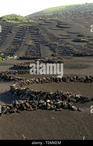 Zocos halbrunde Wände um Reben gebaut Morgentau, La Geria Tal die wichtigsten Weinanbaugebiet von Lanzarote, Kanarische Inseln, Spanien zu erfassen. Stockfoto