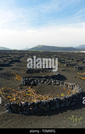 Zocos halbrunde Wände um Reben gebaut Morgentau, La Geria Tal die wichtigsten Weinanbaugebiet von Lanzarote, Kanarische Inseln, Spanien zu erfassen. Stockfoto