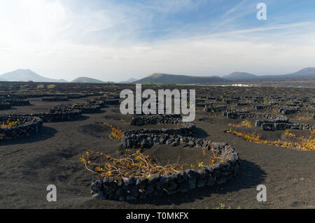 Zocos halbrunde Wände um Reben gebaut Morgentau, La Geria Tal die wichtigsten Weinanbaugebiet von Lanzarote, Kanarische Inseln, Spanien zu erfassen. Stockfoto