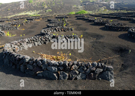 Zocos halbrunde Wände um Reben gebaut Morgentau, La Geria Tal die wichtigsten Weinanbaugebiet von Lanzarote, Kanarische Inseln, Spanien zu erfassen. Stockfoto