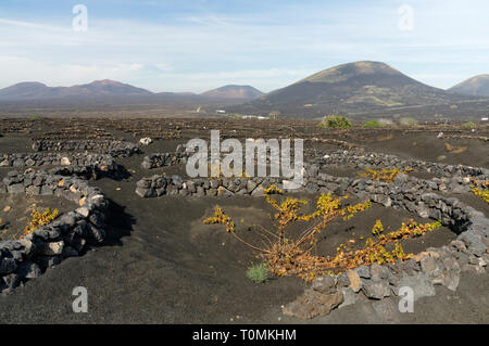 Zocos halbrunde Wände um Reben gebaut Morgentau, La Geria Tal die wichtigsten Weinanbaugebiet von Lanzarote, Kanarische Inseln, Spanien zu erfassen. Stockfoto