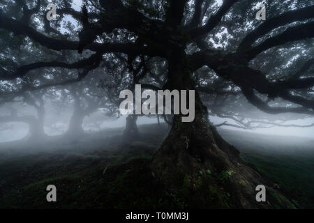 Lagoa do Fanal am frühen Morgen, Laurel Wald Richtung Ribeira de Janela, Madeira, Highlands in Richtung Ribeira de Janela, Portugal Stockfoto