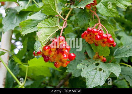 Nahaufnahme der schönen Scharlachrot Früchte der Viburnum opulus Gefüllte Schneeball. Rot Gefüllte Schneeball Beeren mit grünen Blättern auf Bush im Sommer. Stockfoto