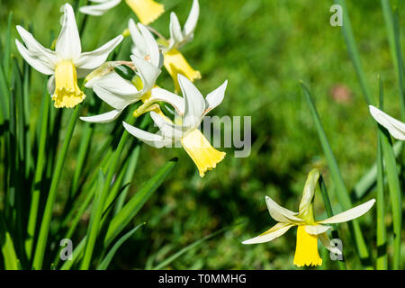 "Jenny" Narzisse (Narcissus "Jenny") Stockfoto