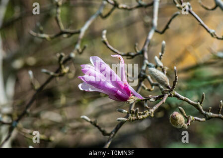 Eine Blume einer Magnolia 'Leonard Messel' (Magnolia x loebneri 'Leonard Messel') Stockfoto