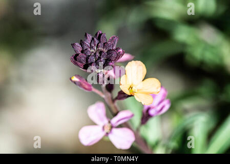 Nahaufnahme der Blüten einer Erysimum' Chelsea Jacke" Stockfoto