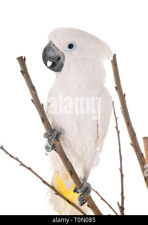 White cockatoo vor weißem Hintergrund Stockfoto