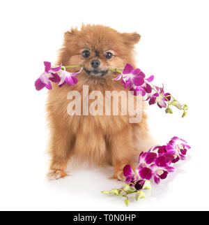 Junge pomeranian und Orchidee vor weißem Hintergrund Stockfoto