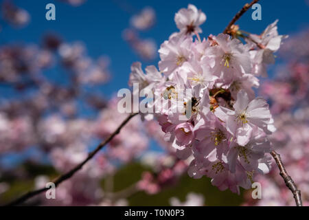Explosion der griottier Blumen in den frühen Tagen der Feder Stockfoto