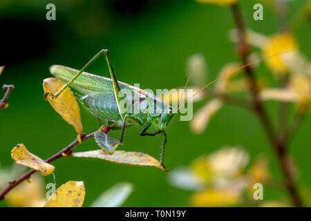 Super Green Bush Cricket; Tettigonia Viridissima; Frau; Cornwall, UK Stockfoto