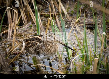 Bekassine Gallinago gallinago Stockfoto