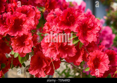 Mollis Azalee (Rhododendron x Mollis) Roten Azaleen in strahlendem Sonnenschein. Stockfoto