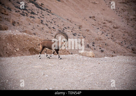 Beeindruckende männlichen Nubian Ibex (Capra ibex nubiana AKA Capra nubiana). Im Kibbutz Sde Boker, Wüste Negev, Israel im September fotografiert. Stockfoto