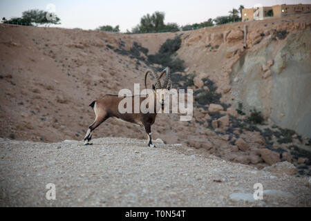 Beeindruckende männlichen Nubian Ibex (Capra ibex nubiana AKA Capra nubiana). Im Kibbutz Sde Boker, Wüste Negev, Israel im September fotografiert. Stockfoto