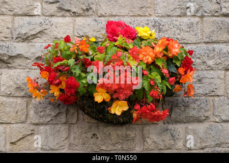 Hängenden Korb voller Orangen Begonien außerhalb hängend als Dekoration an der Wand eines Gebäudes. Stockfoto