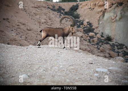 Beeindruckende männlichen Nubian Ibex (Capra ibex nubiana AKA Capra nubiana). Im Kibbutz Sde Boker, Wüste Negev, Israel im September fotografiert. Stockfoto