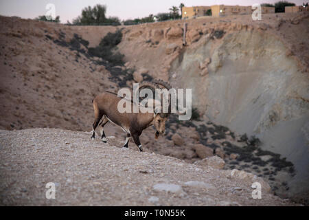 Beeindruckende männlichen Nubian Ibex (Capra ibex nubiana AKA Capra nubiana). Im Kibbutz Sde Boker, Wüste Negev, Israel im September fotografiert. Stockfoto