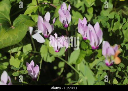 Cyclamen persicum, die Cyclamen Persicum, ist eine Art von blühenden Stauden mehrjährige Pflanze wächst aus einer Knolle, beheimatet in felsigen Hügeln, shrubla Stockfoto