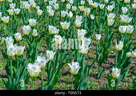 Im Frühling Tulpen Sonne in einem Feld. Meer von weißen Tulpen. Konzentrieren Sie sich auf die Mitte. Stockfoto