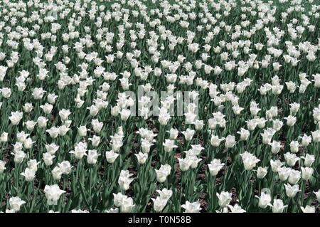 Im Frühling Tulpen Sonne in einem Feld. Meer von weißen Tulpen. Konzentrieren Sie sich auf die Mitte. Stockfoto