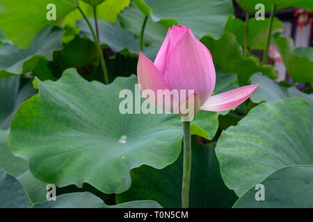 Blüte rosa die Heilige Lotusblume (Nelumbo nucifera) bei Zhu Familie Haus fotografiert, Jianshui Alte Stadt, Provinz Yunnan, China im September Stockfoto