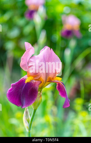 Lila und weißen bärtigen Iris (Iris Germanica). Stockfoto
