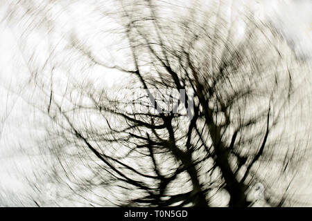 Europa, England, Wald von Dean. Blattlosen winter baum Abstract von unten mit wirbelnden Wirkung. Stockfoto